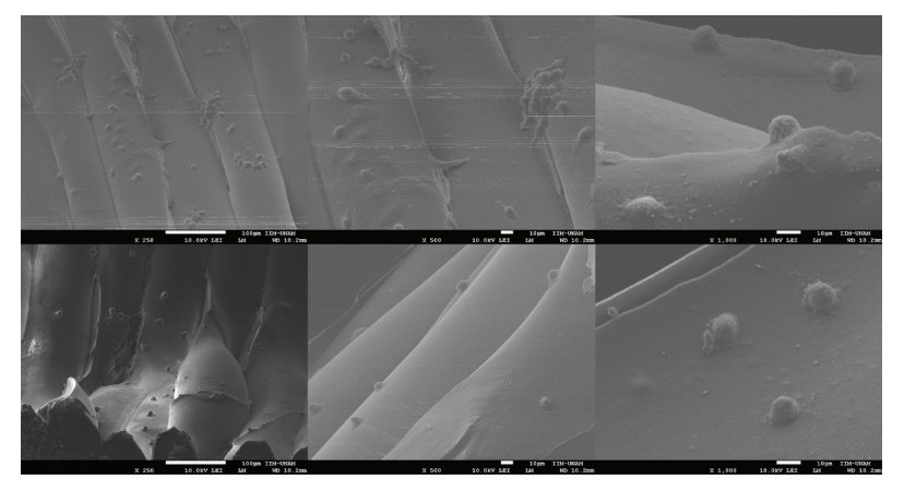 用hFOB细胞接种的3D管状支架表面的SEM显微照片显示一些具有成骨细胞典型的椭圆形至纺锤形形态的细胞